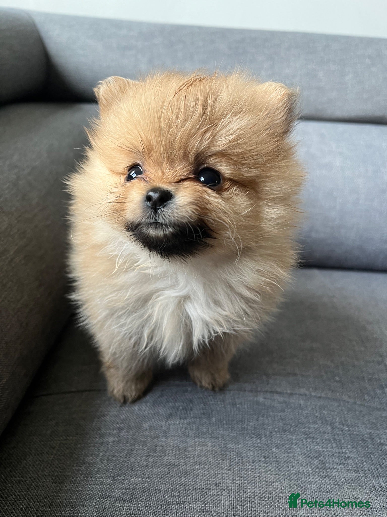 Pomeranian dogs Amazing adorable Pomeranian puppies 🥰🐾🐾 - Advert 1
