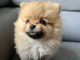 Pomeranian dogs Amazing adorable Pomeranian puppies 🥰🐾🐾 - Advert 1