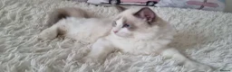 Ragdoll cats for sale: 💕Beautiful TICA Ragdolls Kittens 💕 - Advert 26