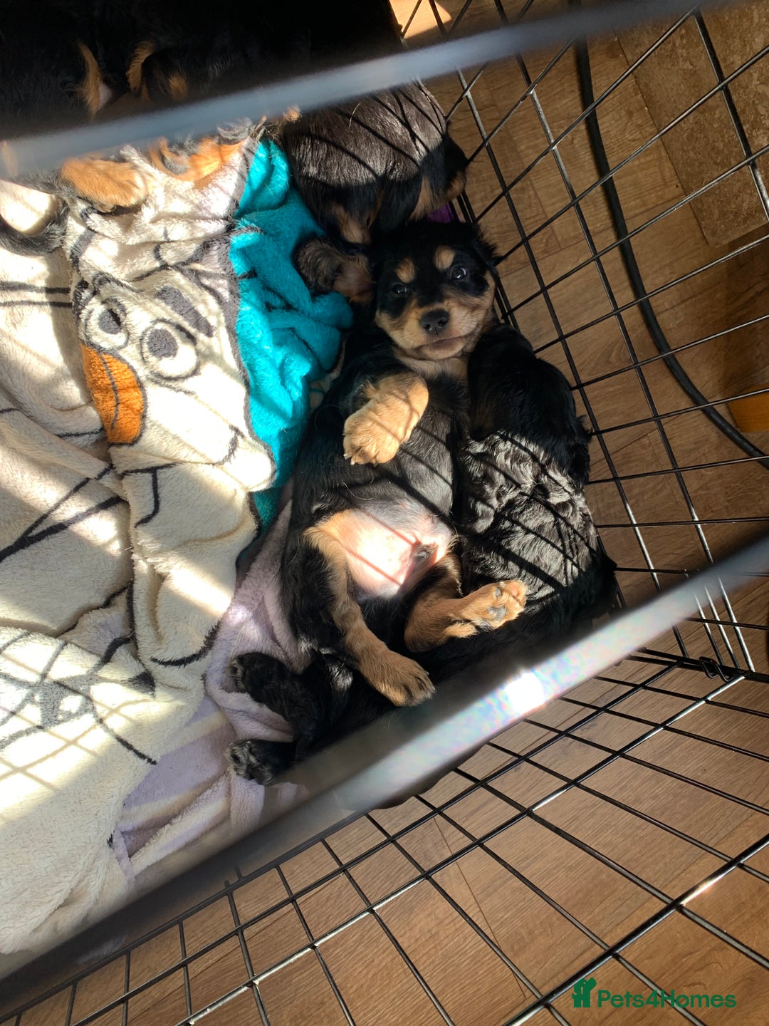 Cocker Spaniel dogs for sale: Cocker Spaniel pups for sale  - Image 4
