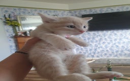 Mixed Breed cats for sale: Miss sijanda  - Image 24