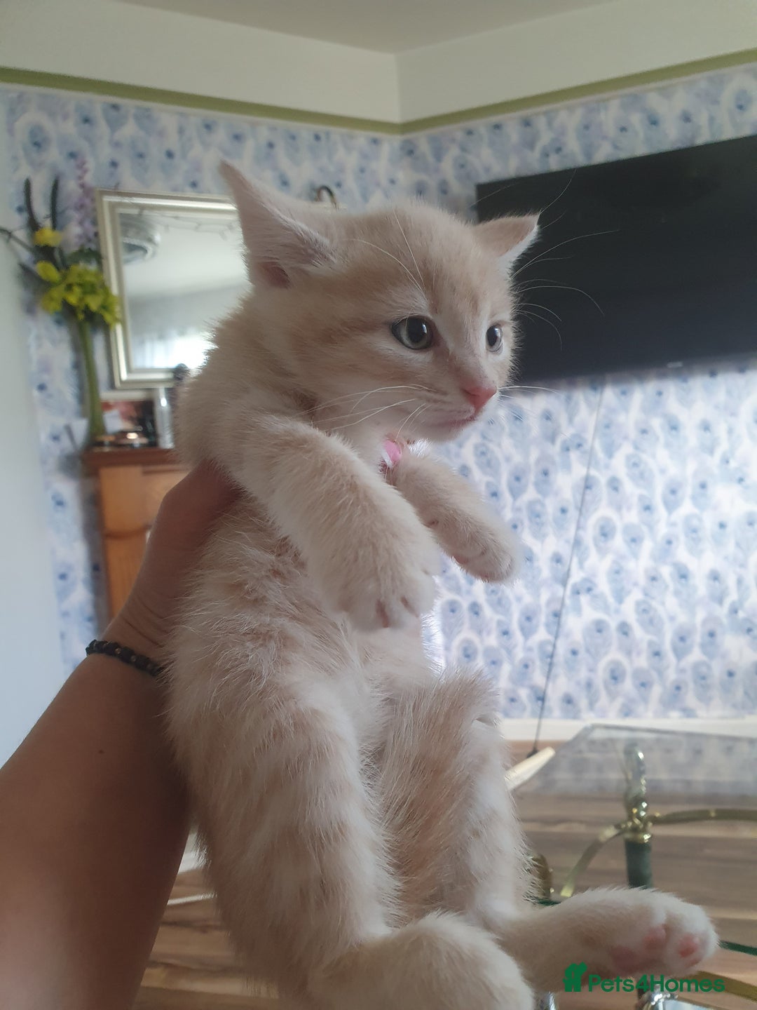 Mixed Breed cats for sale: Miss sijanda  - Image 24