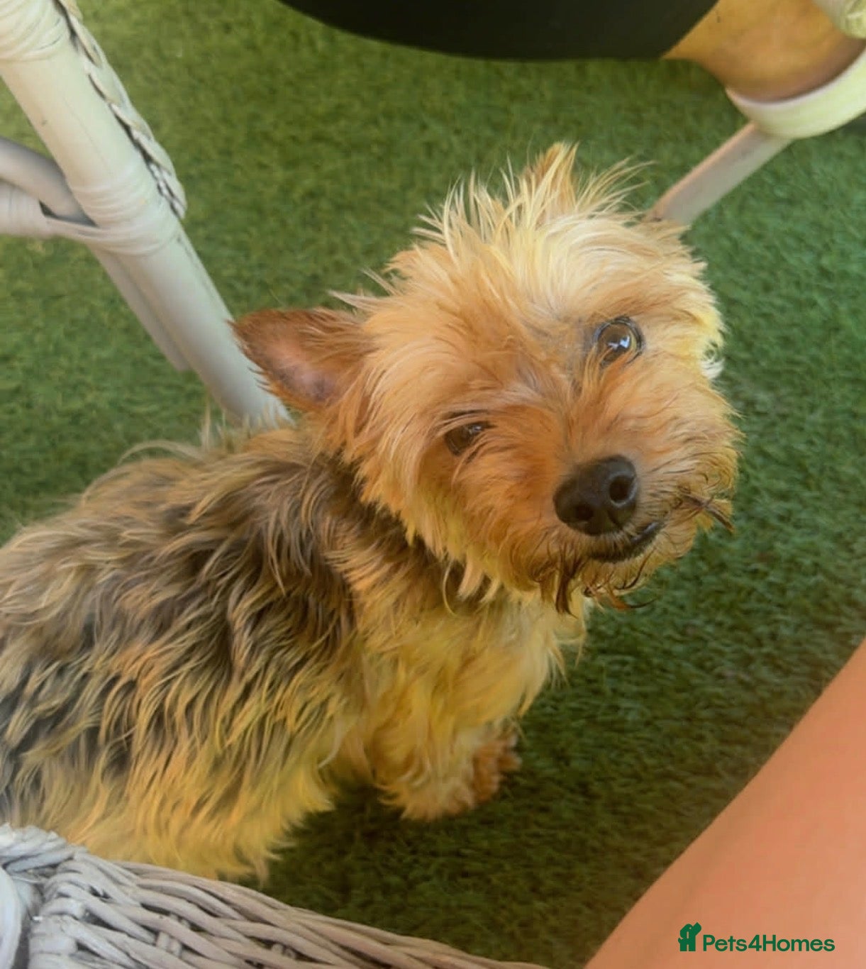 Mixed Breed dogs YorkiePoms - Advert 4