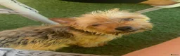 Mixed Breed dogs for sale: YorkiePoms - Advert 1