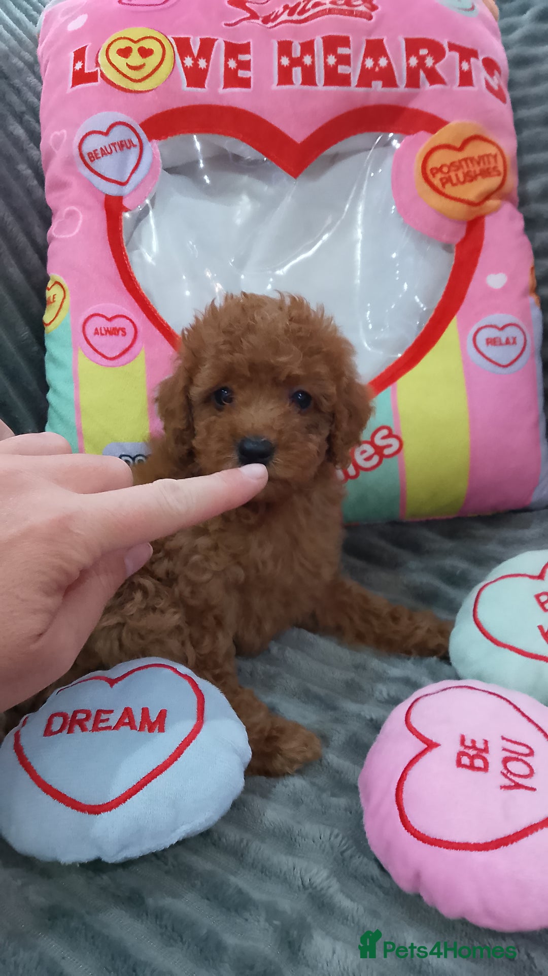 Miniature Poodle dogs for sale: Miniature red poodles 2💙2🩷 - Image 11