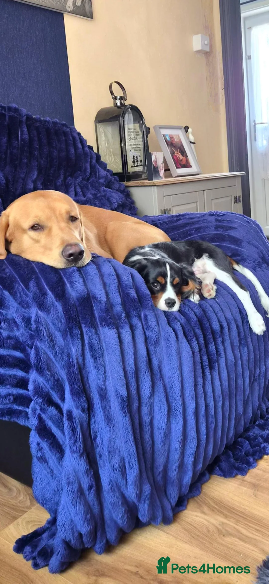 Labrador Retriever dogs for stud: Fox red labador retriever kc male( NOT FOR SALE) - Advert 5