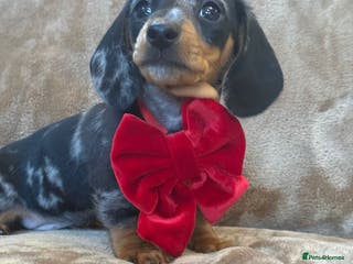 Miniature Dachshund dogs KC Reg TINY Miniatures from Kaninchen parents - Advert 16