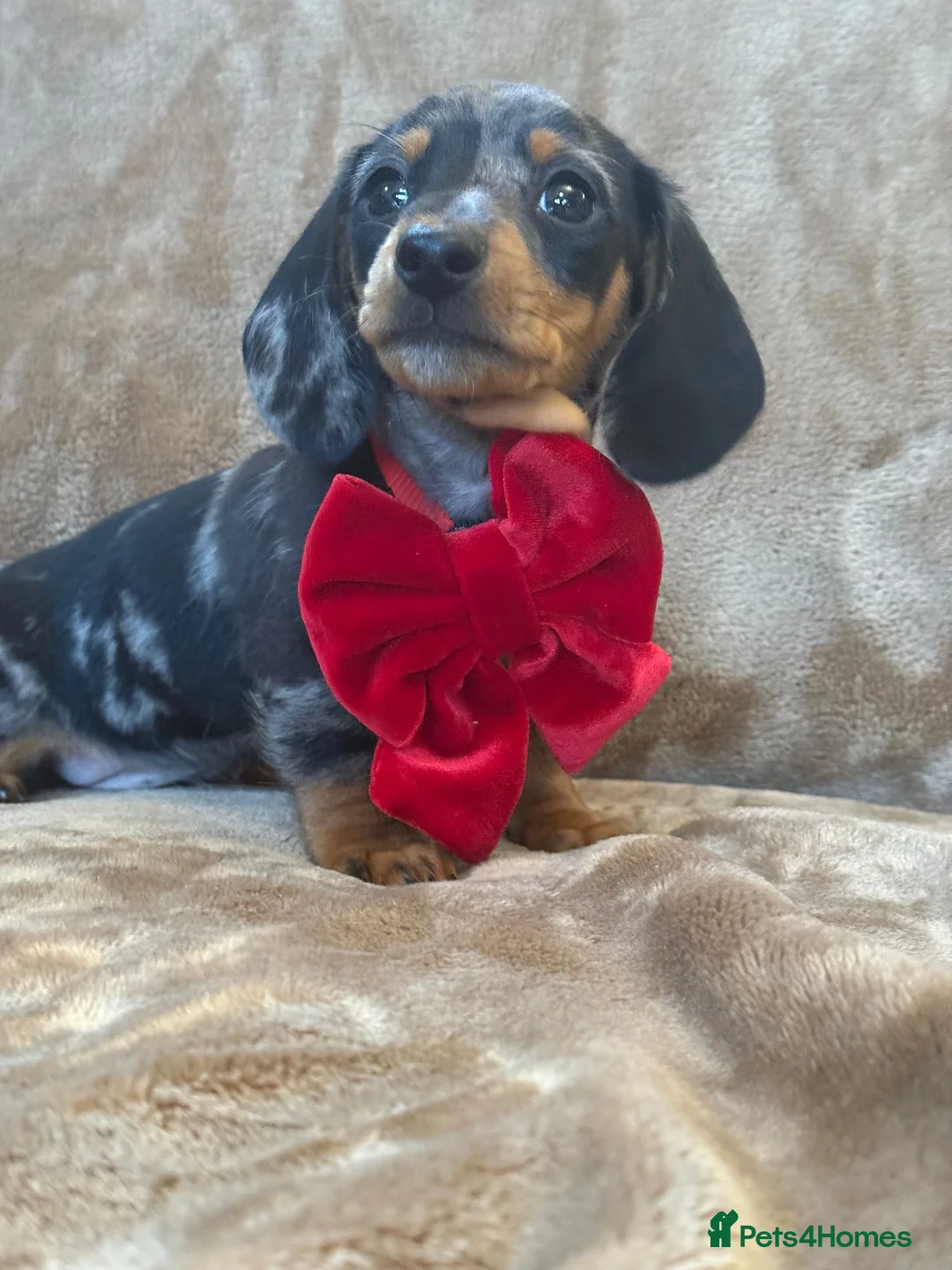 Miniature Dachshund dogs for sale: KC Reg TINY Miniatures from Kaninchen parents  - Advert 1