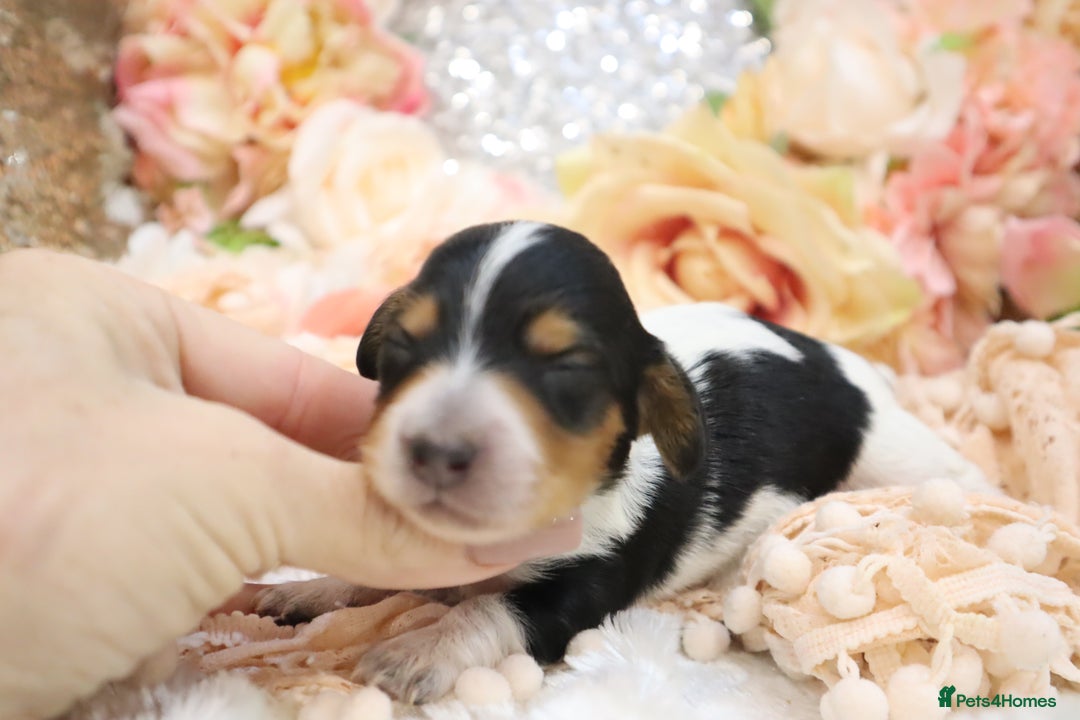 Miniature Dachshund dogs for sale: KC Longhair Miniature Dachshund Puppies - Image 11