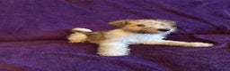 Fox Terrier dogs for sale: Stunning wire fox terrier puppies  - Advert 13