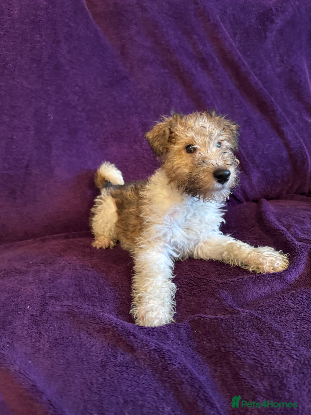 Fox Terrier dogs for sale: Stunning wire fox terrier puppies  - Advert 13