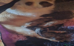 Chihuahua dogs for sale: Stunning longhaired Chihuahua puppies  - Image 16