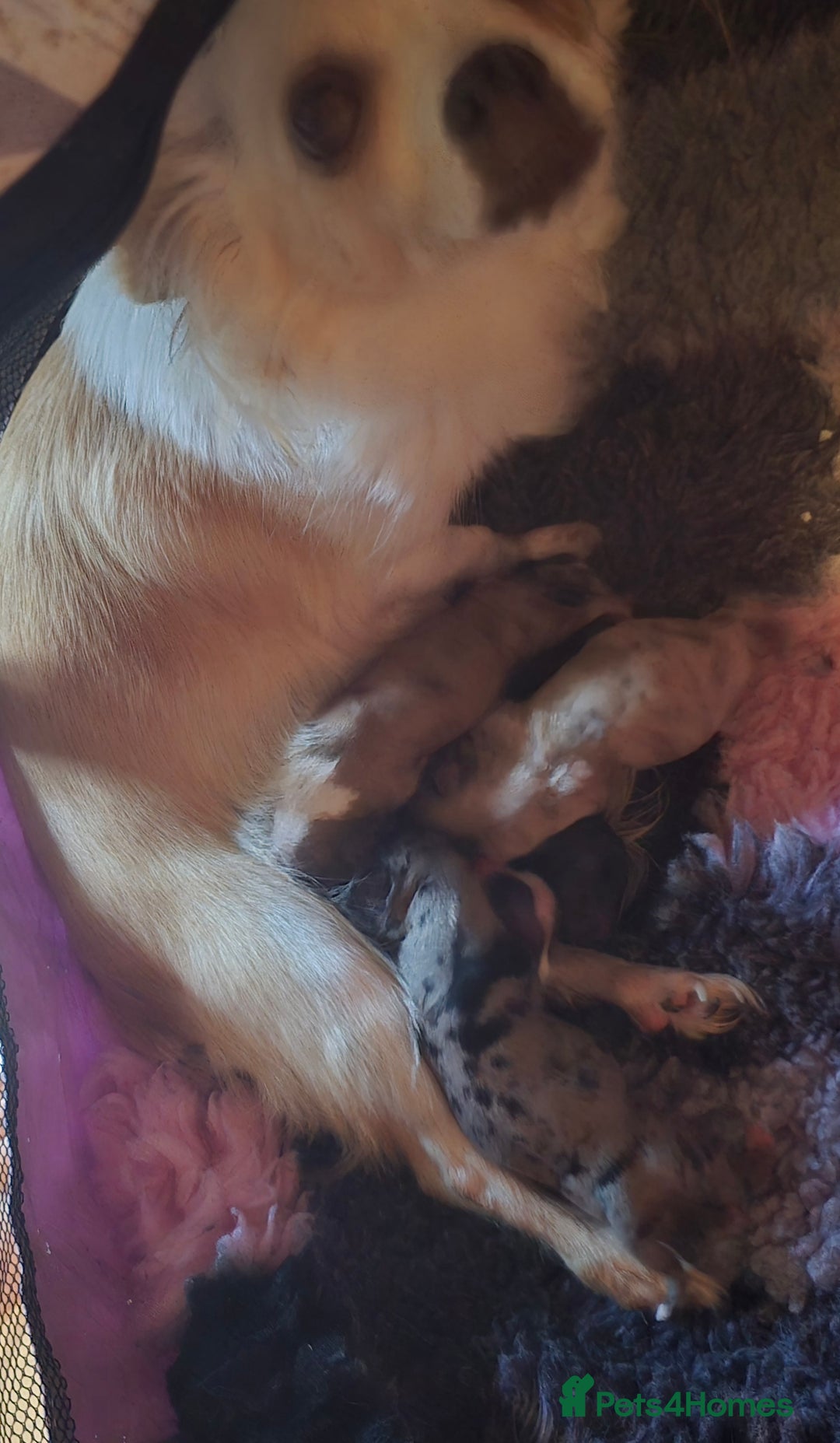 Chihuahua dogs for sale: Stunning longhaired Chihuahua puppies  - Image 16