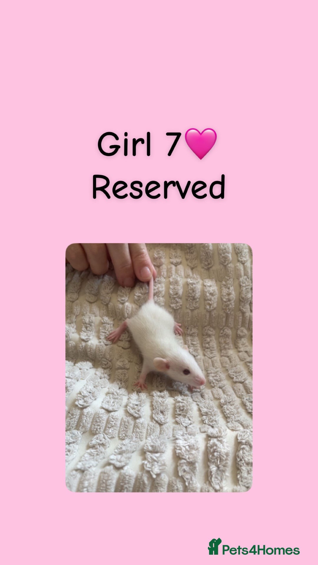 Rat rodents for sale: Beautiful baby rats looking for forever homes! - Image 7
