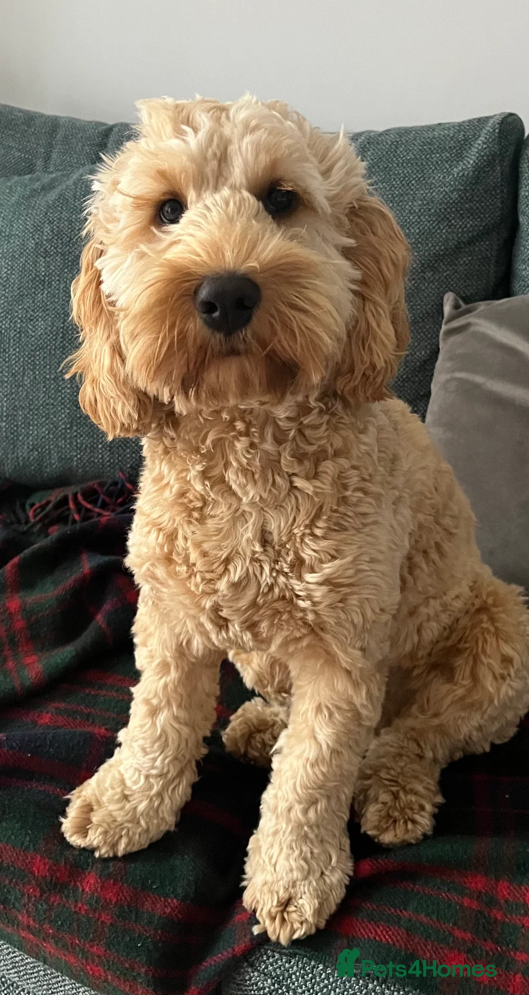 Gallery Image {{count}}