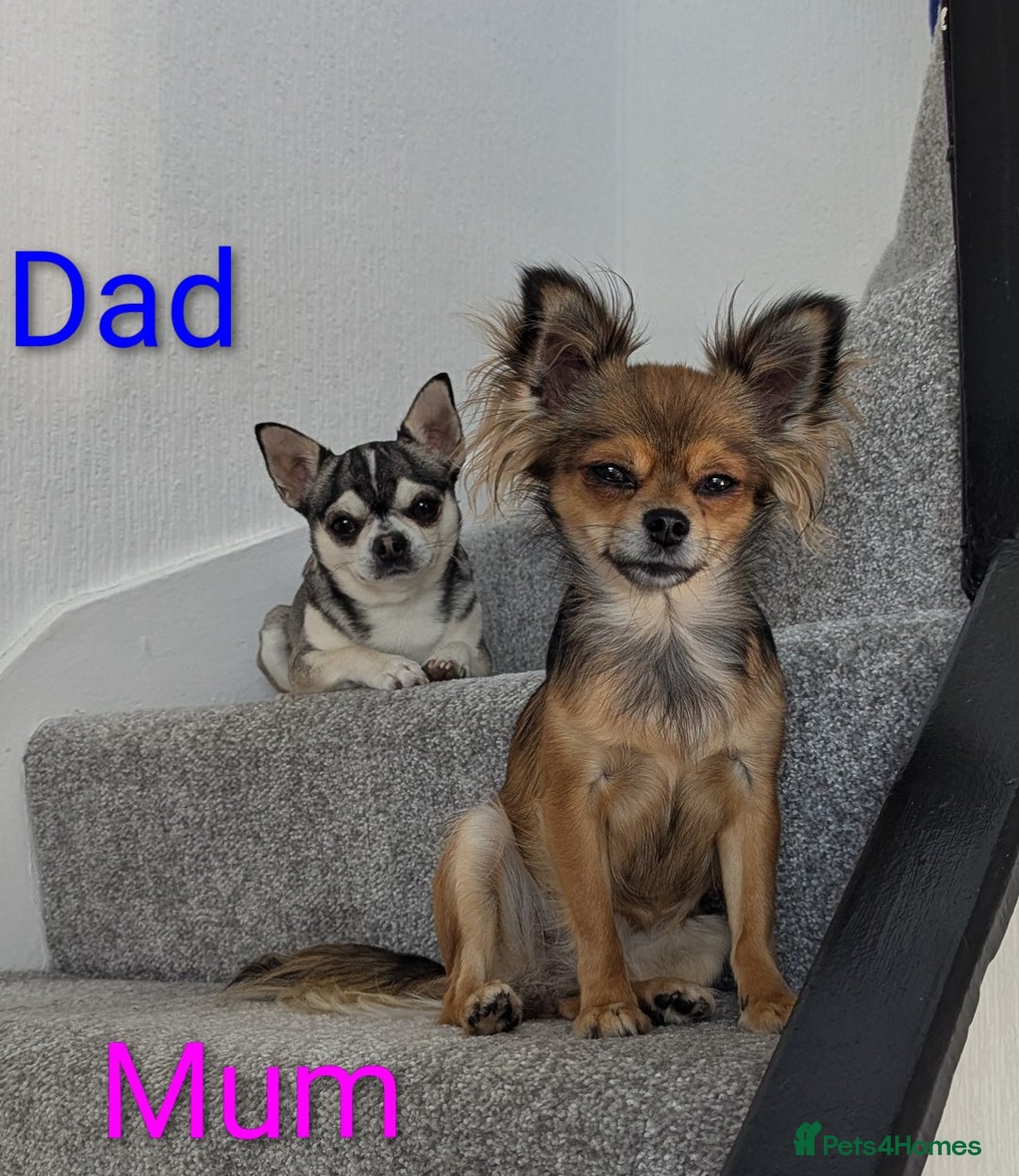 Chihuahua dogs for sale: Beautiful Chihuahua puppies  - Image 7