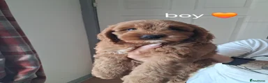 Cockapoo 2