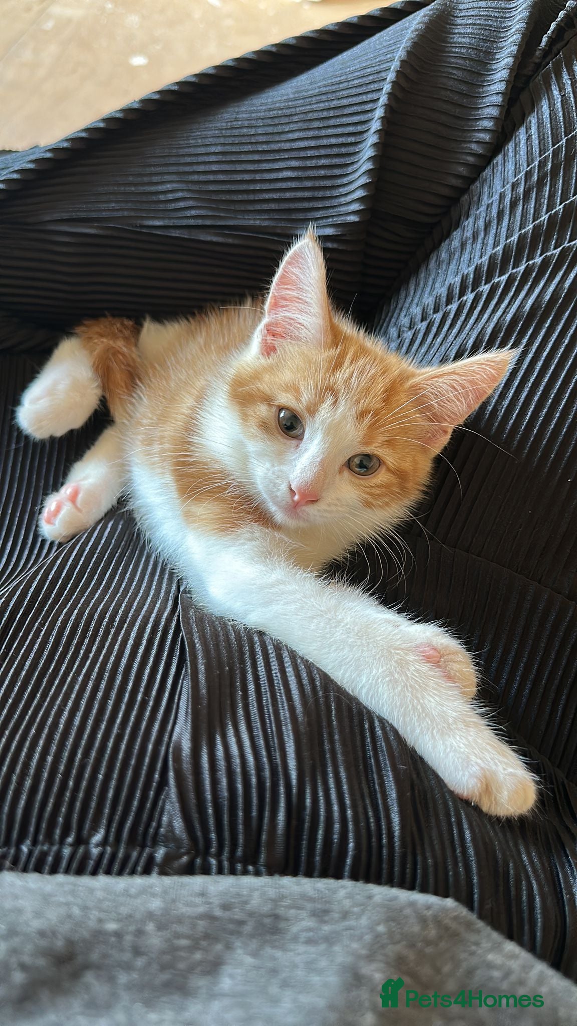 Mixed Breed cats 6 Month Old Kitten For Sale - Advert 5