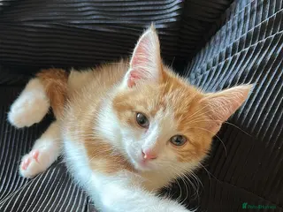 Mixed Breed cats 6 Month Old Kitten For Sale - Advert 5