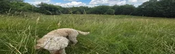 Miniature Poodle dogs for sale: Mini poodle in Burnley - Advert 3