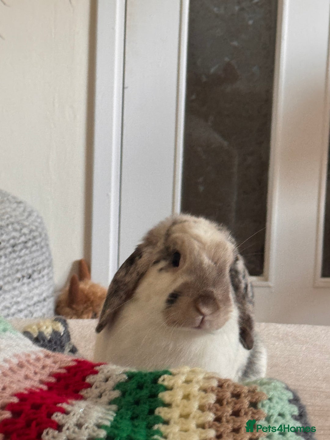 English Lop rabbits for sale: Barney  - Image 2