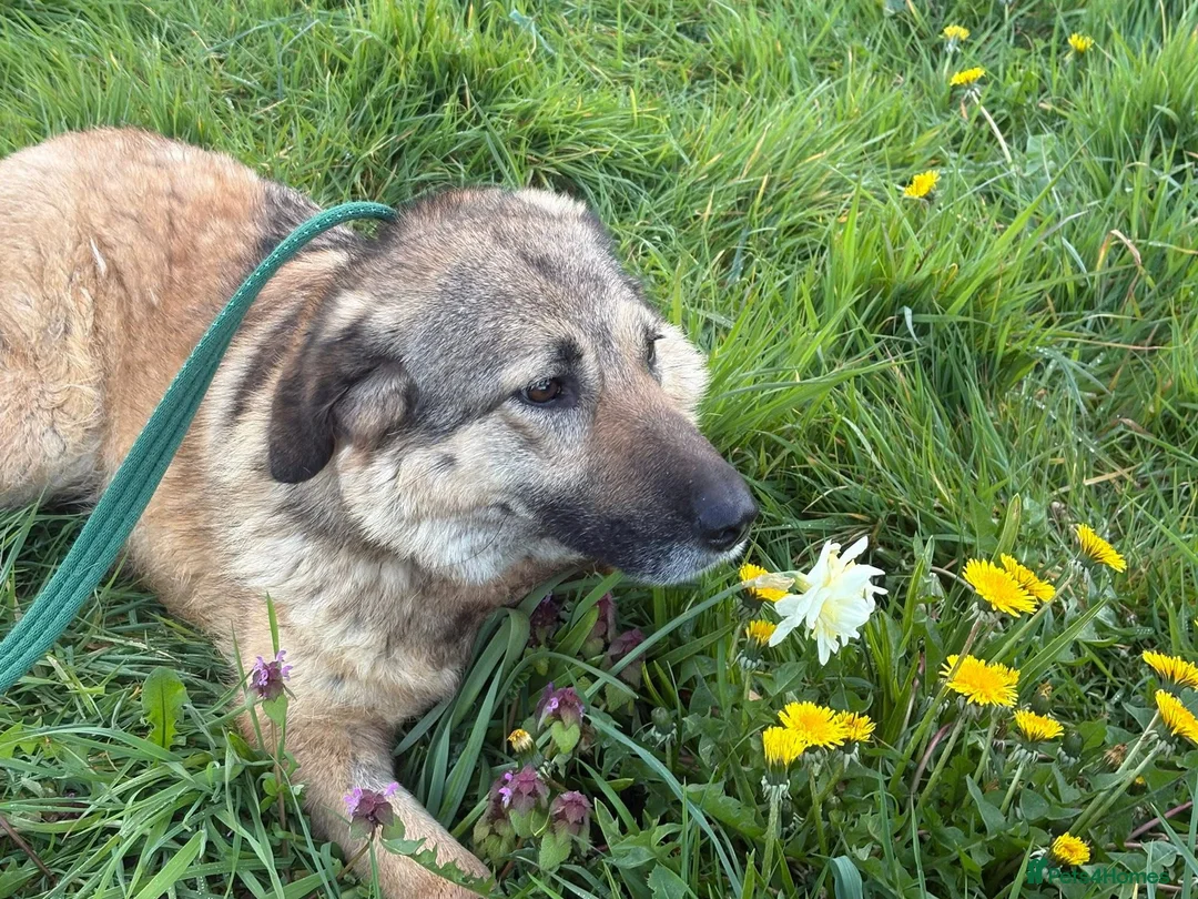 Mixed Breed dogs for adoption: Amanda - Norwich Norfolk  - Advert 1