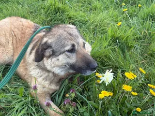 Mixed Breed dogs Amanda - Norwich Norfolk - Advert 1