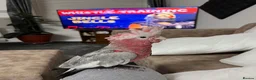 Cockatoo birds for sale: Rose-Breasted Cockatoo (Galah) - Advert 7