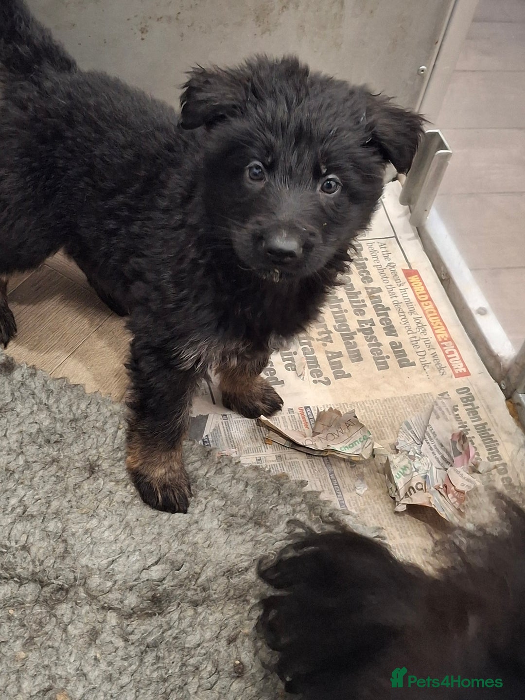 German Shepherd dogs for sale: Kennel Club Straight back GSD - Image 2