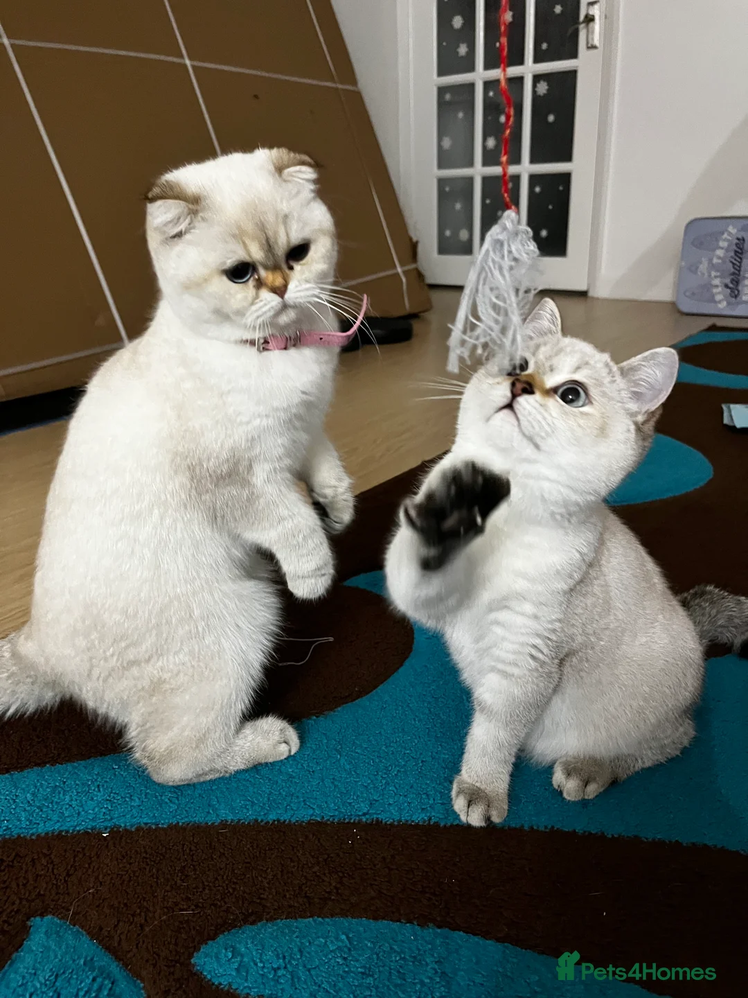 British Shorthair cats for sale: British shorthair Enzo and Misty - Advert 13