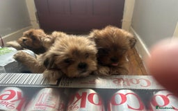Lhasa Apso dogs for sale: Red and tan Lhasa apso puppies  - Image 7