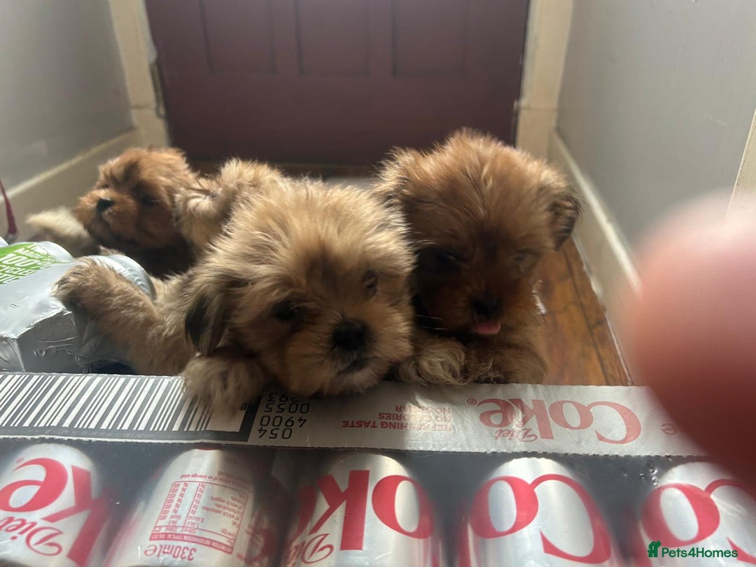 Lhasa Apso dogs for sale: Red and tan Lhasa apso puppies  - Image 7