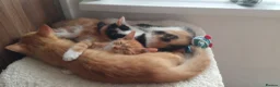 Mixed Breed cats for sale: 2 gorgeous kittens looking for their forever home  - Advert 6