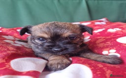 Mixed Breed dogs for sale: Puppies - Image 10