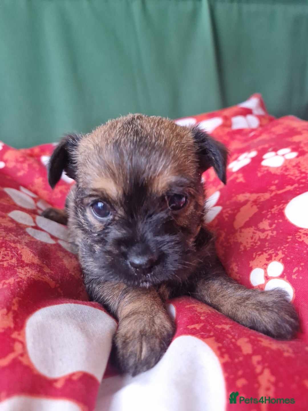 Mixed Breed dogs for sale: Puppies - Image 10