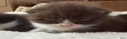 British Shorthair cats for sale: Playful, active, litter trained BSH cross kittens  in Pembroke - Advert 27