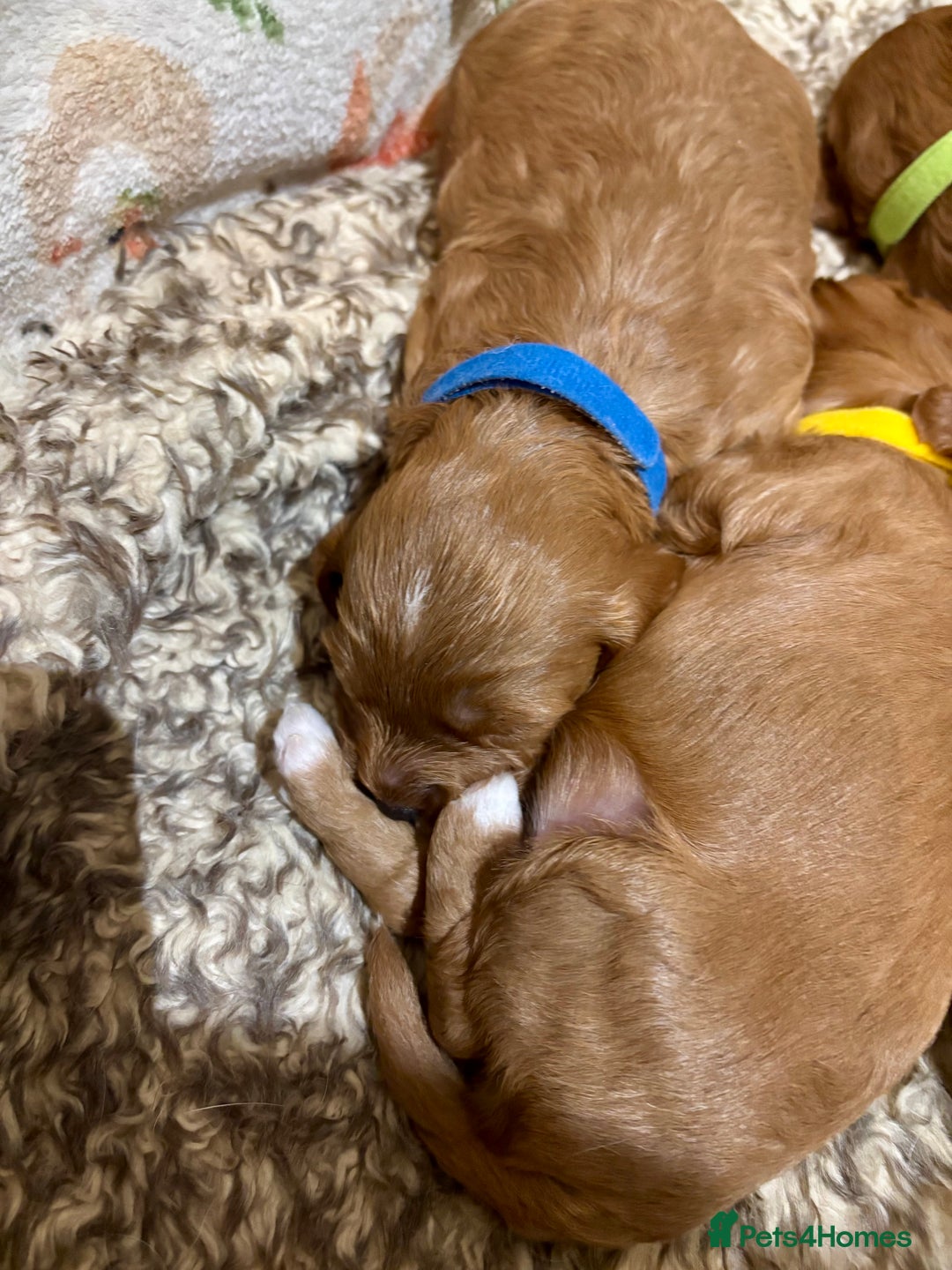 Cavapoo dogs for sale: Cavapoo Pups  - Image 4
