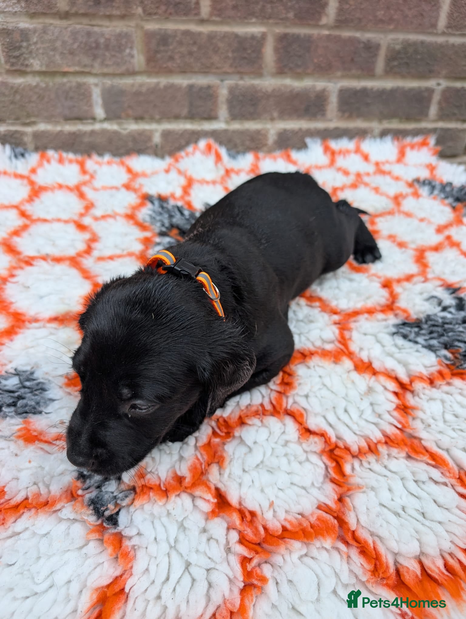 Labrador Retriever dogs for sale: Exceptionally well bred KC reg Working Labradors - Advert 15