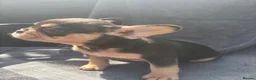 French Bulldog dogs for sale: 🔥 Unbelievable litter of 11 French Bulldogs 😍 - Advert 17