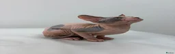Sphynx cats for sale: Canadian Sphinx kittens  - Advert 3