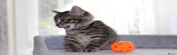 Mixed Breed cats for sale: Tabby Kittens  - Advert 15