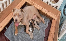 American Bully dogs for sale: Champion Bloodline American Pocket Bully Puppies - Image 10