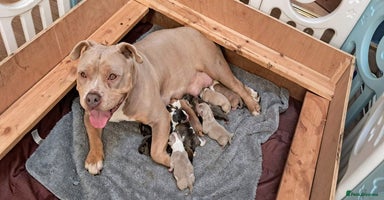 American Bully dogs - Advert 13