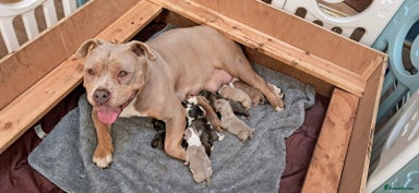 American Bully dogs - Advert 11