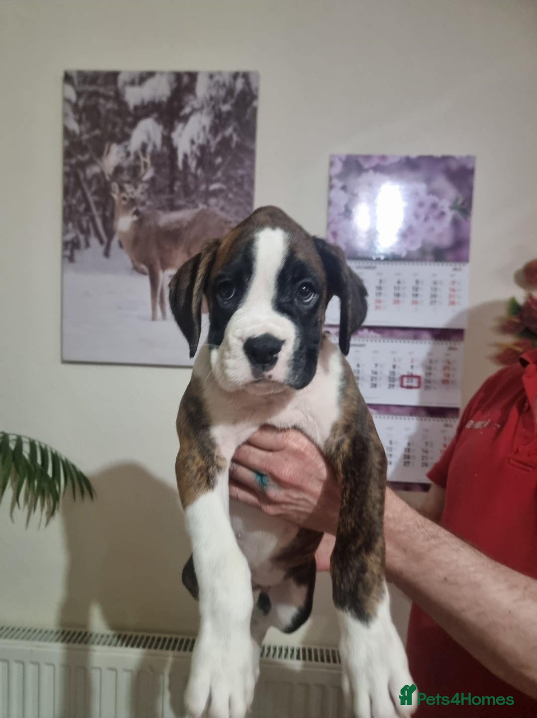 Boxer dogs Ready Now Outstanding  KC Boxer puppies - Advert 4
