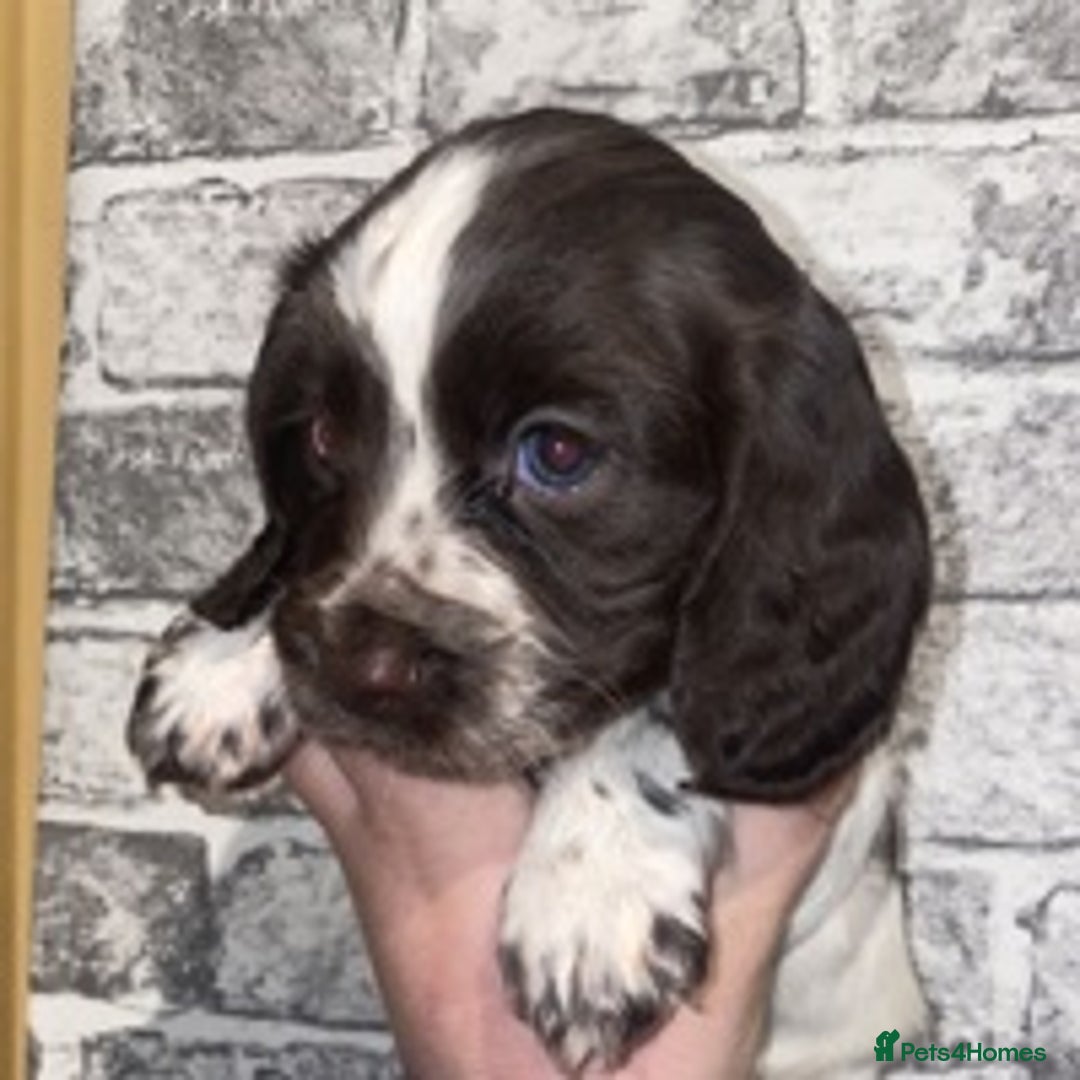 Cocker Spaniel dogs for stud: 🔥WORKING COCKER SPANIEL AT STUD🔥 in Gateshead - Advert 11