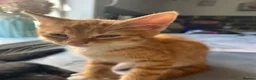 Mixed Breed cats for sale: Gorgeous Kittens ready for there forever home  - Advert 15