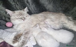 Ragdoll cats for sale: Ready in a week! Stunning Rare Ragdoll babies! - Image 8