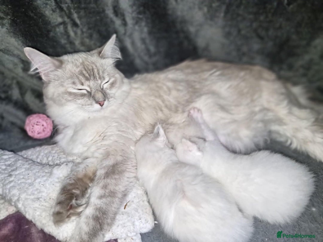 Ragdoll cats for sale: Ready in a week! Stunning Rare Ragdoll babies! - Image 8