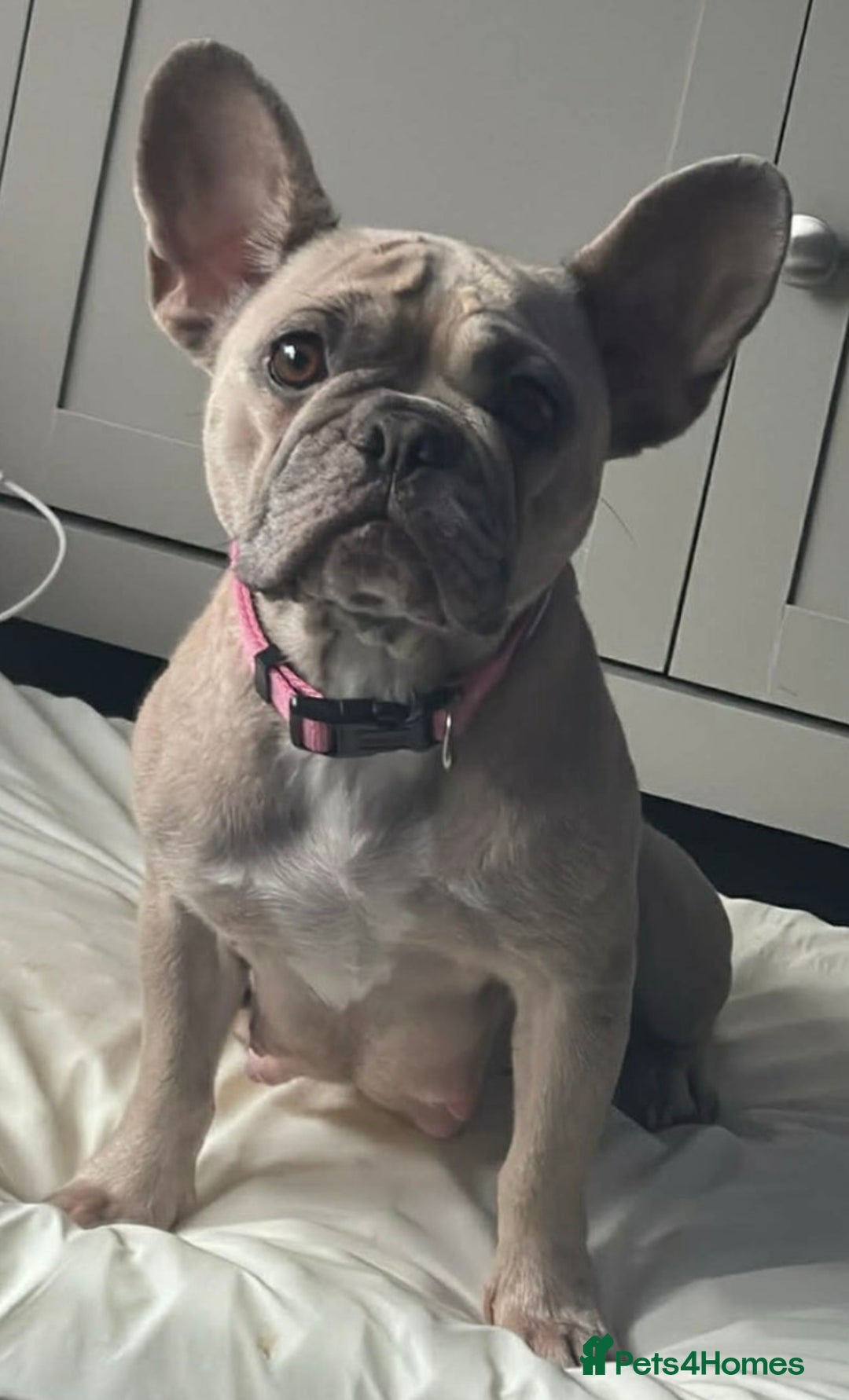 French Bulldog dogs for sale: Last 1 of litter - Advert 3